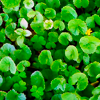 Extracto de centella asiática
